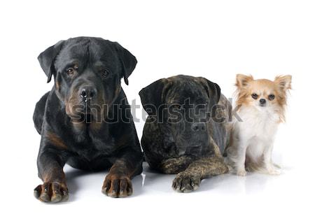 Stock photo: puppies jack russel terrier