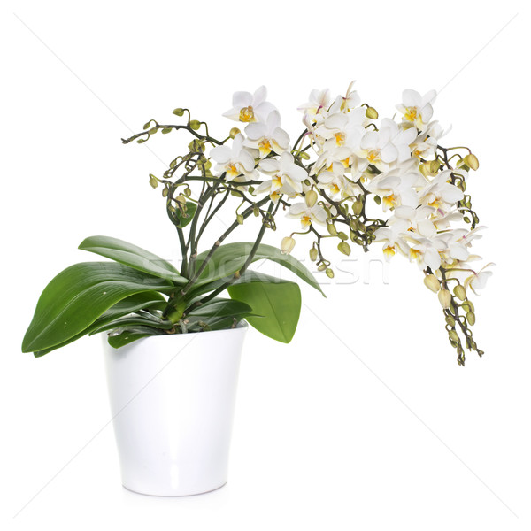 Stock photo: white orchids in pot