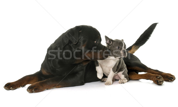 Foto d'archivio: Francese · bulldog · rottweiler · bianco · amici · studio