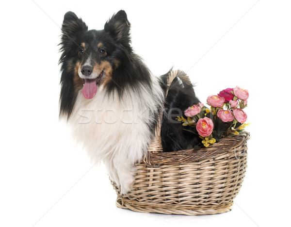 Stock photo: adult shetland sheepdog