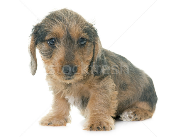 puppy Wire haired dachshund Stock photo © cynoclub