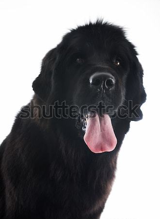 Feketefehér Újfundland kutya fehér portré fekete Stock fotó © cynoclub