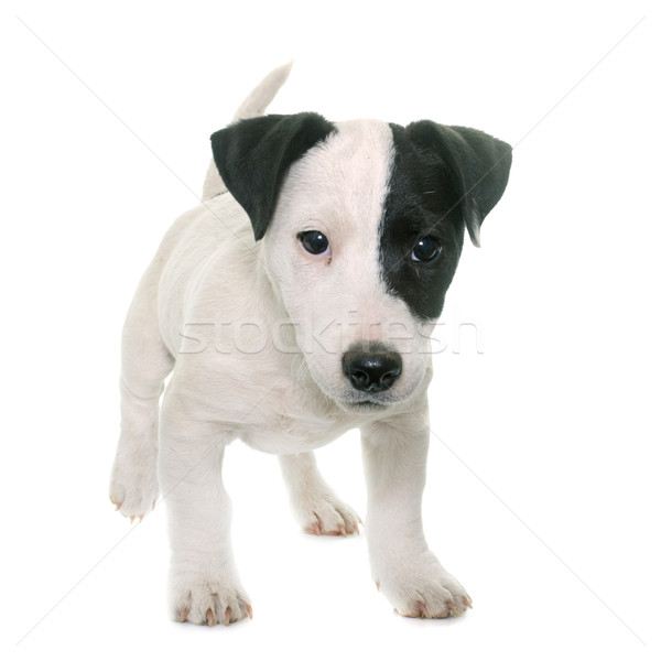 puppy jack russel terrier Stock photo © cynoclub