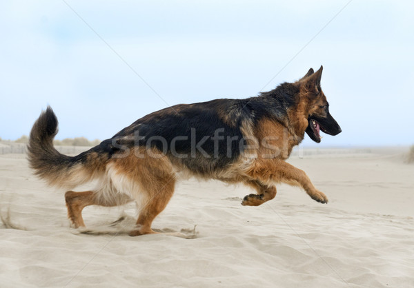 Foto d'archivio: Esecuzione · pastore · spiaggia · estate · cane · felice