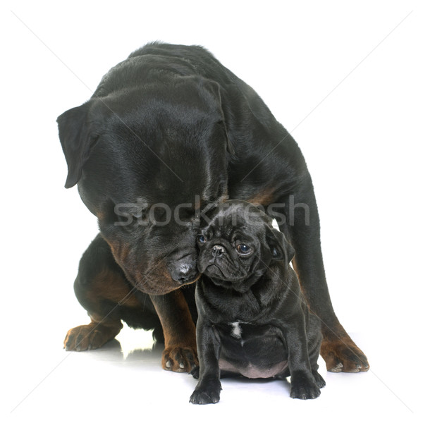 Chiot noir rottweiler blanche animaux studio [[stock_photo]] © cynoclub