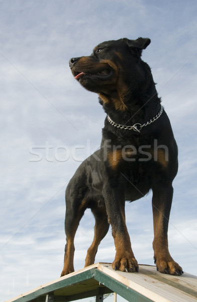 [[stock_photo]]: Rottweiler · portrait · belle · animaux · danger