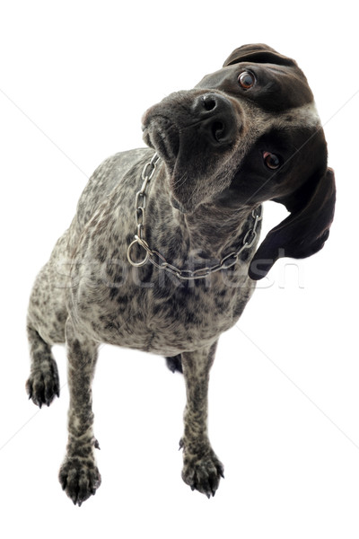 german shorthaired pointer Stock photo © cynoclub