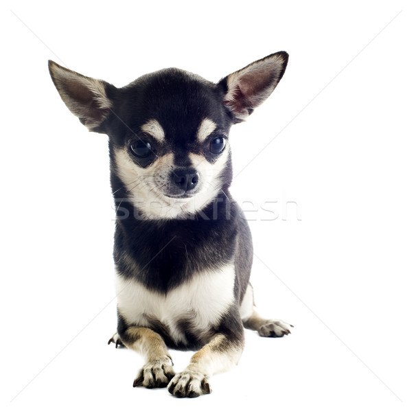 puppy chihuahua Stock photo © cynoclub