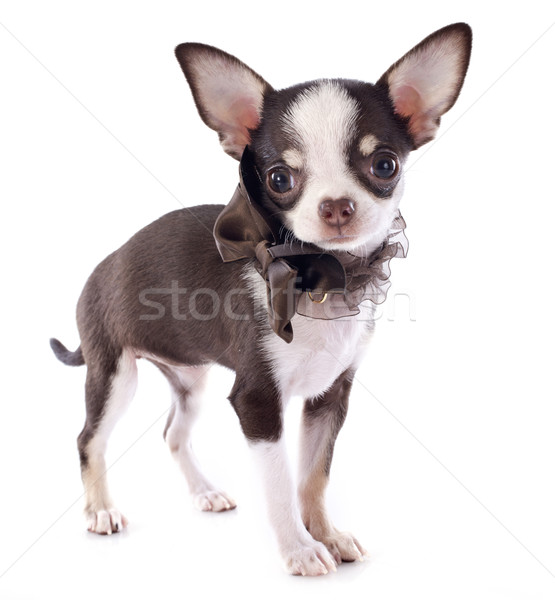 puppy chihuahua Stock photo © cynoclub