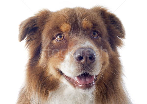 australian shepherd Stock photo © cynoclub