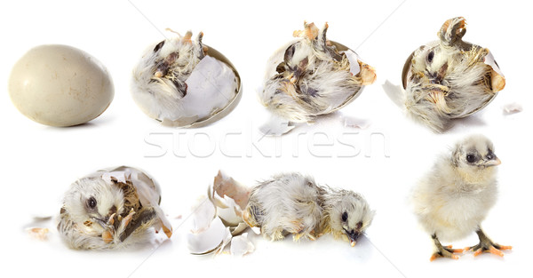 hatching Stock photo © cynoclub