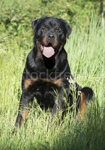 Rottweiler portret ogród trawy czarny Zdjęcia stock © cynoclub