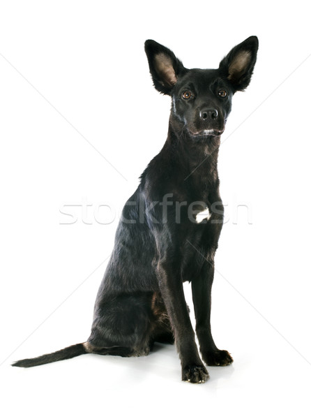 peruvian dog Stock photo © cynoclub