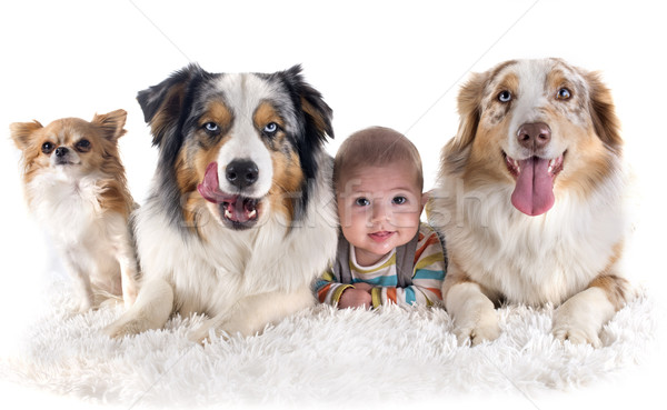 baby and dogs Stock photo © cynoclub