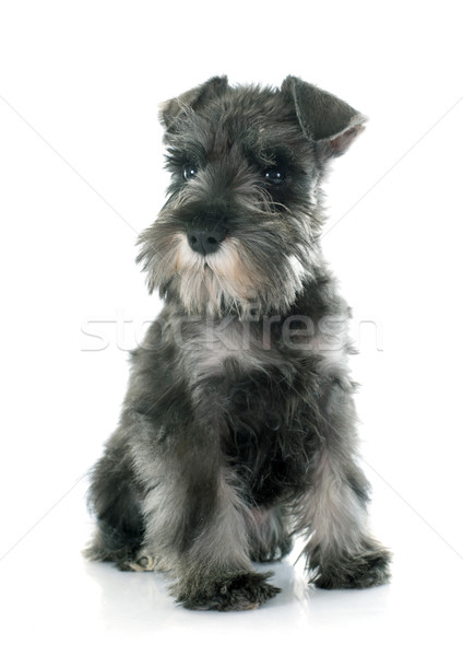 Cucciolo miniatura schnauzer bianco Foto d'archivio © cynoclub