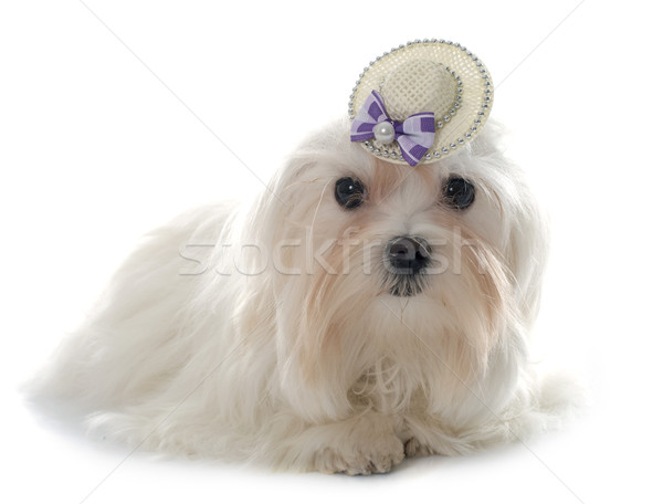 young maltese dog Stock photo © cynoclub