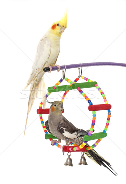 Jugando aves grupo juguete jaula fondo blanco Foto stock © cynoclub