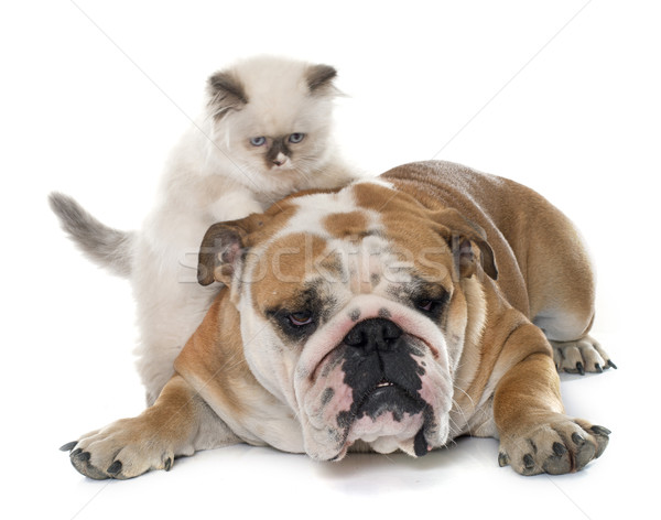 british longhair kitten and english bulldog Stock photo © cynoclub