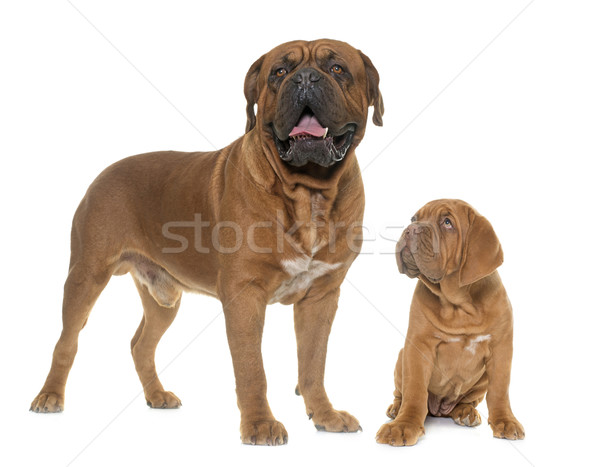 Dogue de Bordeaux, adult and puppy Stock photo © cynoclub