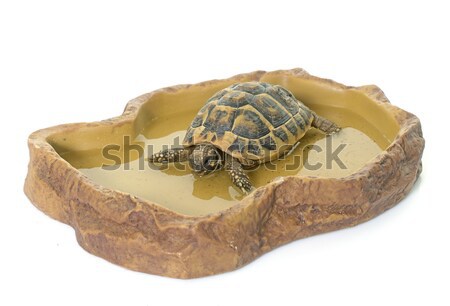turtle in watering hole Stock photo © cynoclub