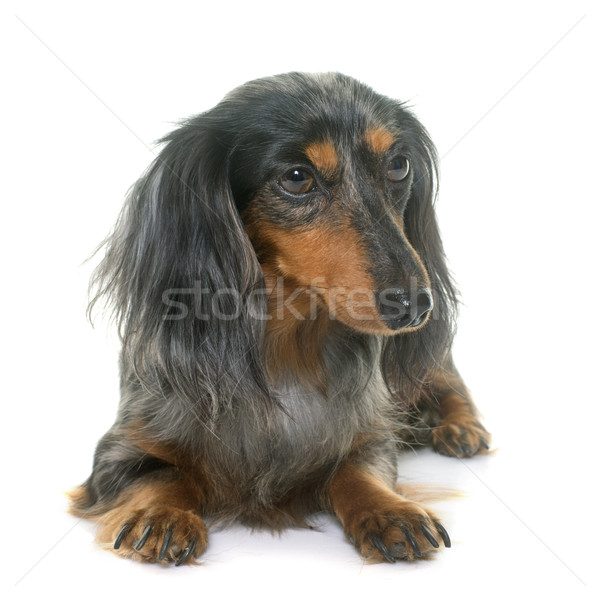 dachshund  in studio Stock photo © cynoclub