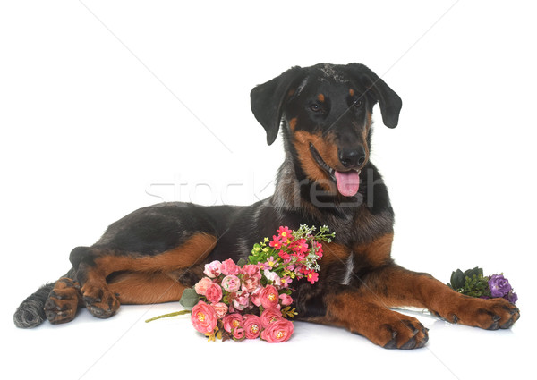 young beauceron in studio Stock photo © cynoclub