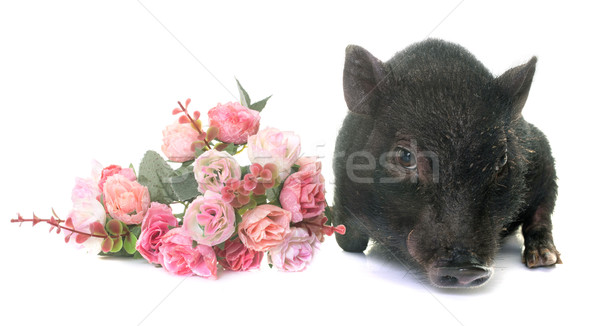 черный поросенок студию белый цветок свинья Сток-фото © cynoclub