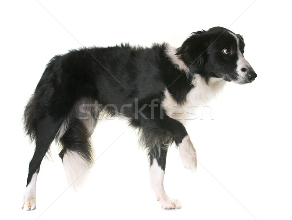Juhászkutya stúdió fehér fekete kutyakölyök szomorúság Stock fotó © cynoclub