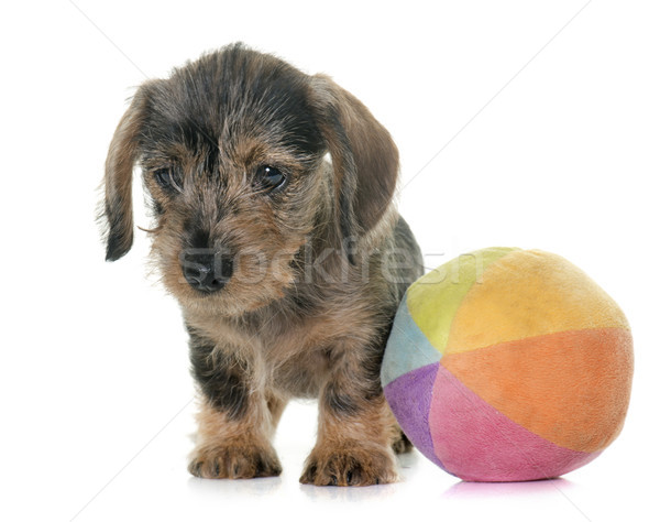 puppy Wire haired dachshund Stock photo © cynoclub