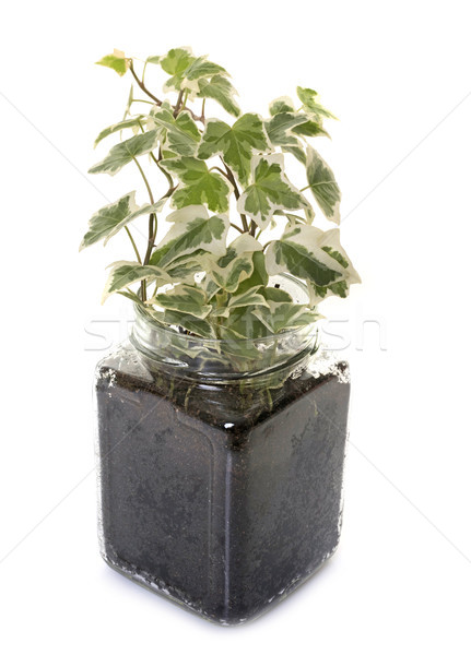 plant in pot Stock photo © cynoclub