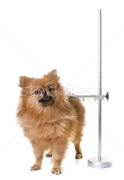 measuring rod for dog Stock photo © cynoclub