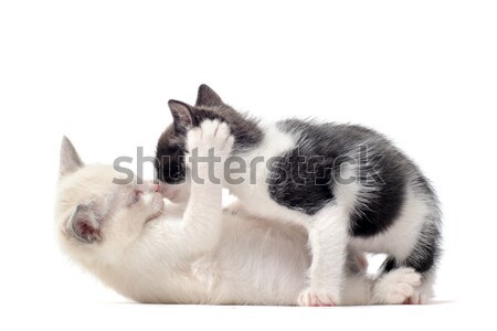 Сток-фото: играет · котенка · молодые · белый · кошки · черный