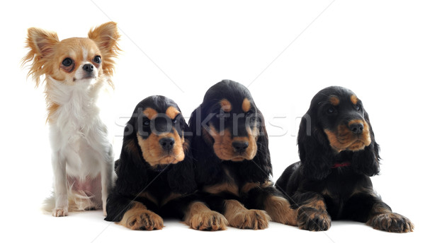 Foto d'archivio: English · ritratto · tre · cuccioli · cane · gruppo