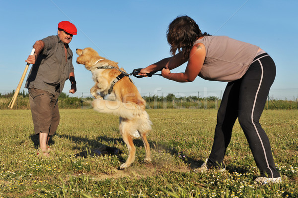 Foto stock: Formación · atacar · perro · policía