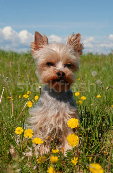 Yorkshire terrier retrato campo dandelion Foto stock © cynoclub