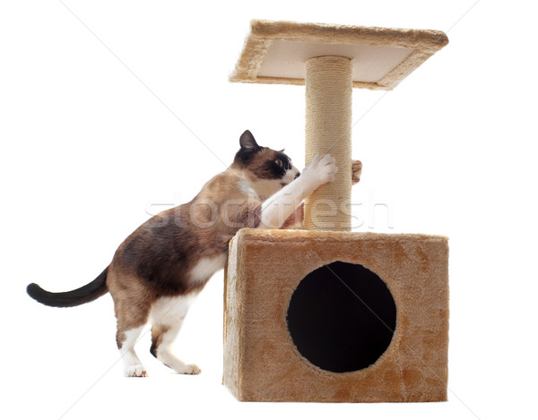 Gato gato siamês pata branco estúdio animal de estimação Foto stock © cynoclub