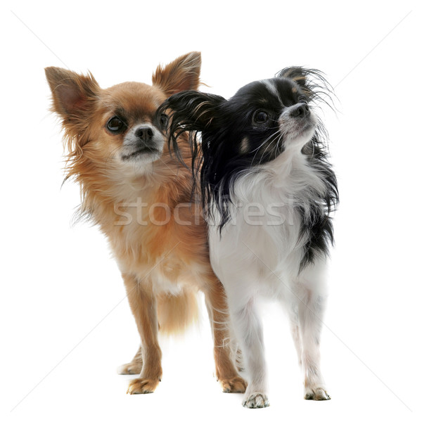 Foto stock: Dois · retrato · bonitinho · cães · preto