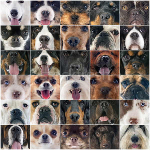 heads of dogs Stock photo © cynoclub