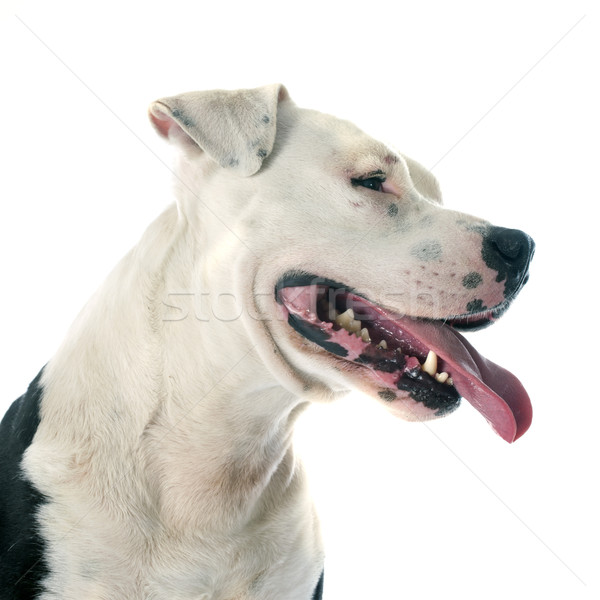 Staffordshire terrier fajtiszta fehér fekete állat férfi Stock fotó © cynoclub
