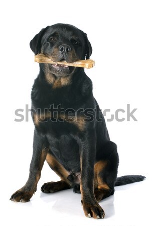 puppy rottweiler Stock photo © cynoclub