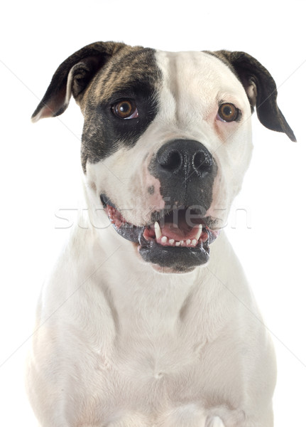 American bulldog ritratto bianco giovani studio Foto d'archivio © cynoclub