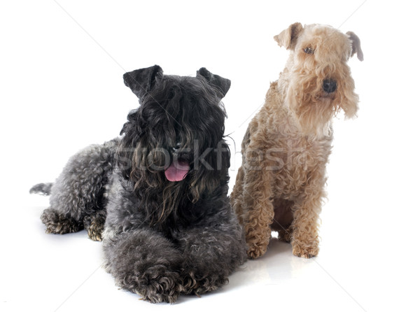kerry blue  and lakeland terrier Stock photo © cynoclub