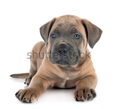 Staffordshire bull terrier Stock photo © cynoclub