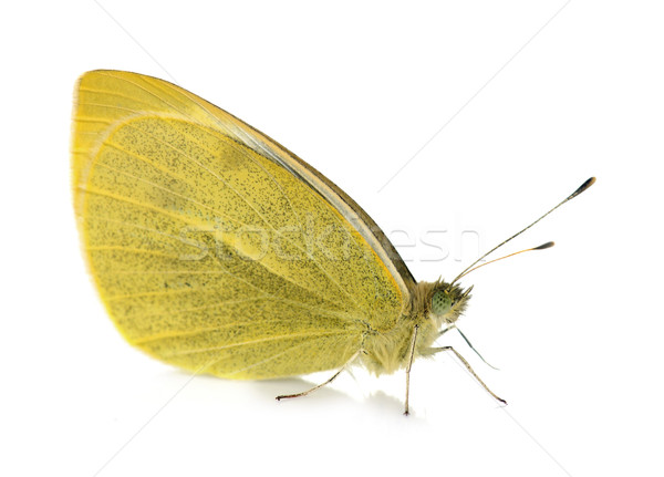 yellow Pieridae butterfly Stock photo © cynoclub