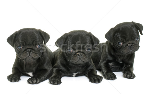 puppies black pug Stock photo © cynoclub