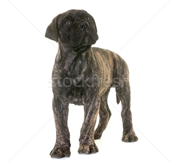 Cachorro touro mastim cão animal animal de estimação Foto stock © cynoclub