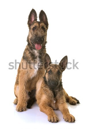puppies belgian shepherd laekenois Stock photo © cynoclub