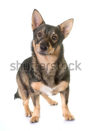 Swedish Vallhund in studio Stock photo © cynoclub