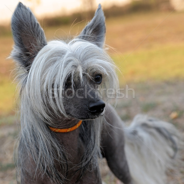 Chinese Crested Dog Stock photo © cynoclub