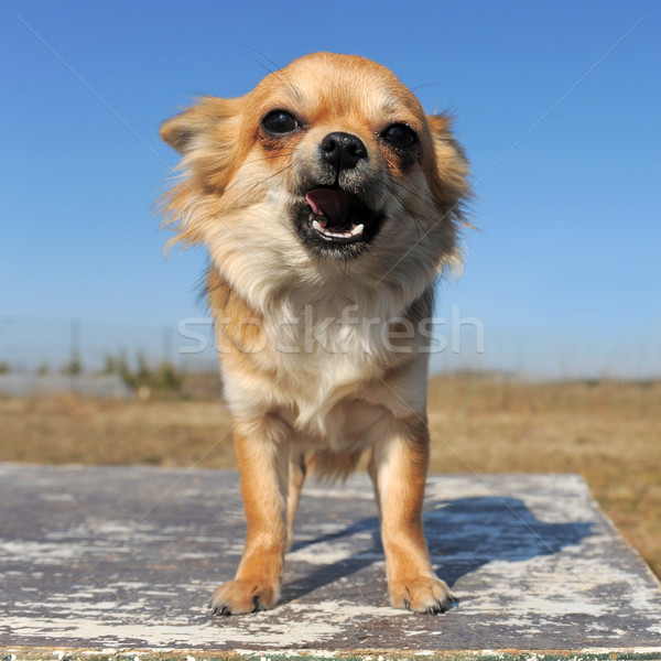 Portré fajtiszta kutyakölyök égbolt kutya kék Stock fotó © cynoclub